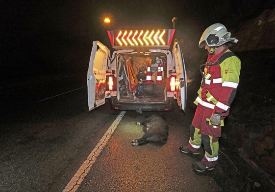 Efectivos del Gobierno de Cantabria retiran un ejemplar de jabalí atropellado.