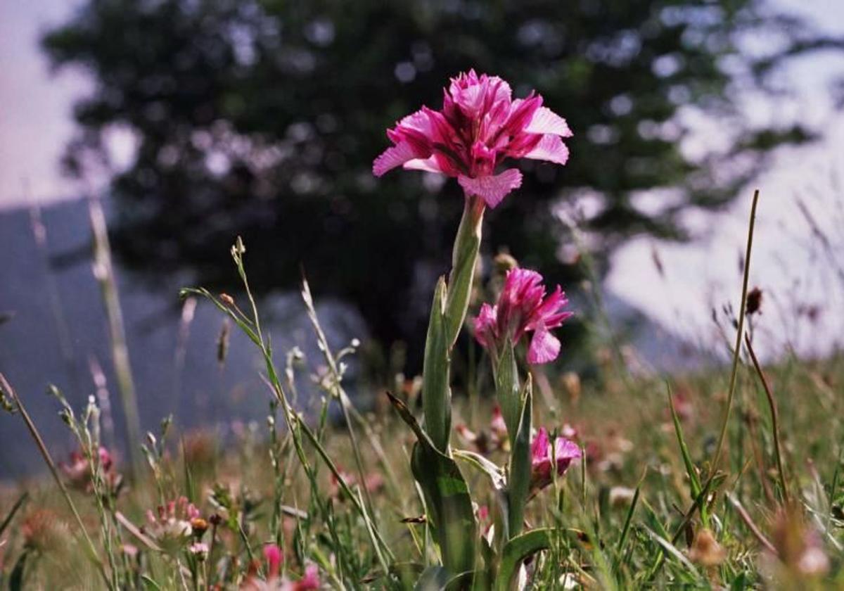 La flora primaveral de Caloca y los anfibios nocturnos de la Senda del Nansa, primeras citas de los 'Safaris del Camino'