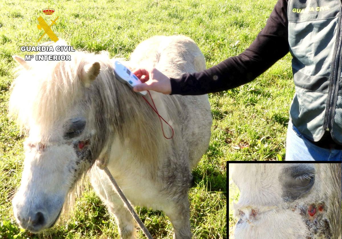 Intervención del Seprona con el poni que tenía heridas en su cabeza.