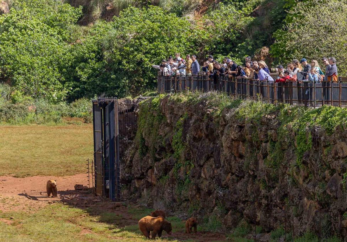 Entre el jueves y el viernes el parque de Cabárceno ha recibido a más de 15.000 personas