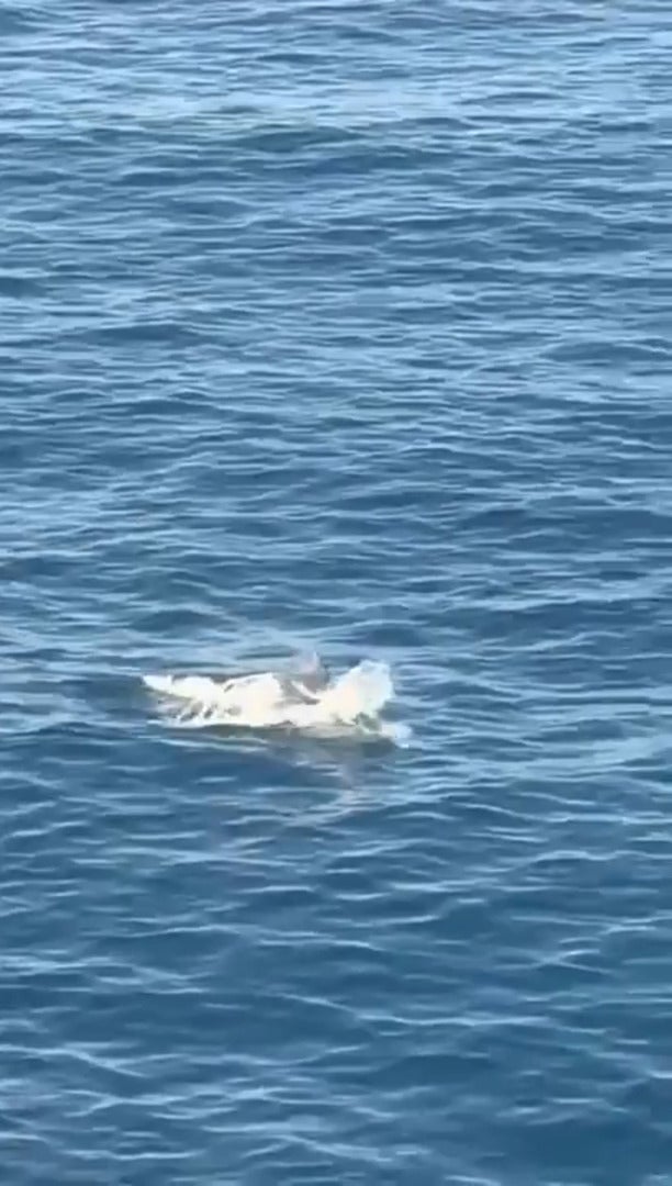 Decenas de delfines en Castro Urdiales