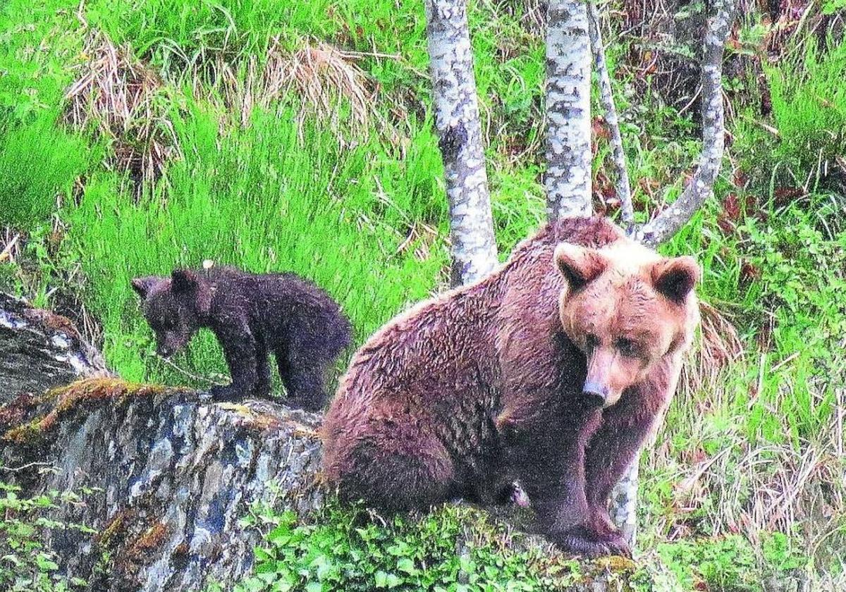 La 'gran batalla' del oso pardo: la aceptación social y su coexistencia con las actividades humanas