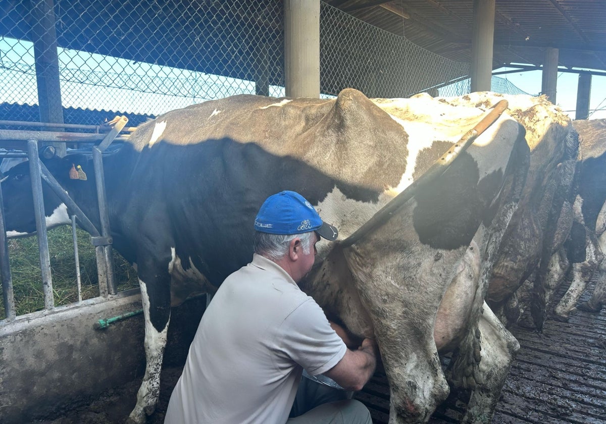 José Manuel Ruiz ordeñando a una de sus vacas a mano.