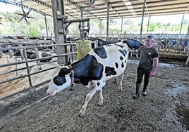 El ganadero Agapito Fernández, de Sat Ceceño, junto a una de las 180 vacas que tiene en estas instalaciones de Valdáliga.