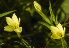 Centaura Amarilla