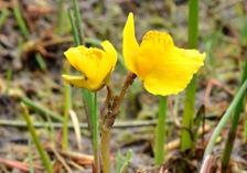 Lentibularia