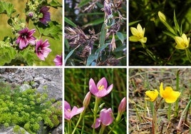 La única flor de bambú en España