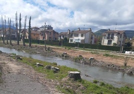 Tala realizada junto a la urbanización Las Acacias, tras la caida de árboles por los temporales de viento.
