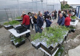 Vecinos acuden a la entrega de ejemplares de tomate en Campuzano, el año pasado.