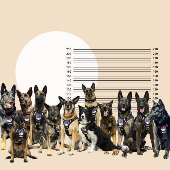 La 'patrulla canina' de Cantabria