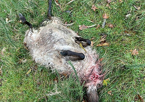 Una de las ovejas atacadas del alcalde pedáneo de Viérnoles, Eduardo Trueba Cruz.