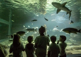 El Museo Marítimo del Cantábrico propone un taller para los más pequeños en torno a los tiburones.