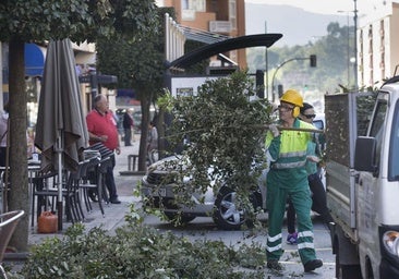 Trabajadores del Ayuntamiento de Camargo realizan labores de poda en el centro urbano.