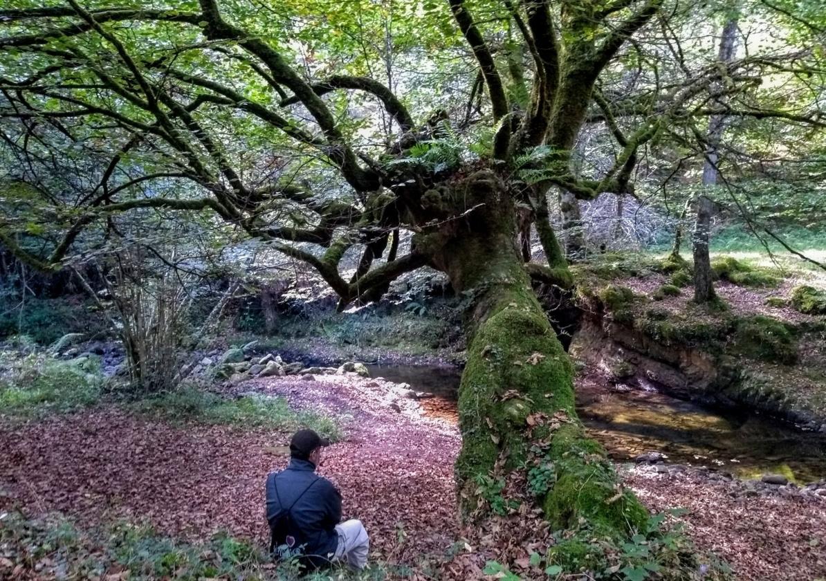 El Shinrin Yoku o 'baños de bosque' permite a quien lo practica conectar con la naturaleza a través de los sentidos.