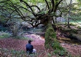 El Shinrin Yoku o 'baños de bosque' permite a quien lo practica conectar con la naturaleza a través de los sentidos.