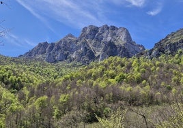 Una vista espectacular del bosque, con las montañas detrás.