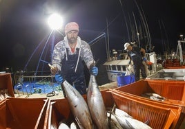 Las tripulaciones han descargado el bonito esta pasada madrugada en el puerto de Santoña