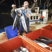 Un pescador del Gure Itxaropena descargando esta madrugada los primeros bonitos en Santoña.