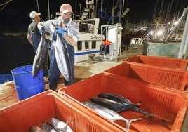 Un pescador del Gure Itxaropena descargando esta madrugada los primeros bonitos en Santoña.