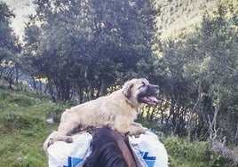 Imagen de 'Chulo', el mastín que reclama Roberto Abascal.