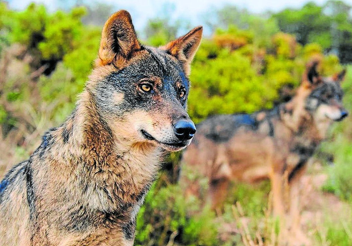 El TSJC mantiene su aval a la extracción de lobos porque la situación de la especie «no es desfavorable»