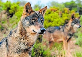 El TSJC mantiene su aval a la extracción de lobos porque la situación de la especie «no es desfavorable»