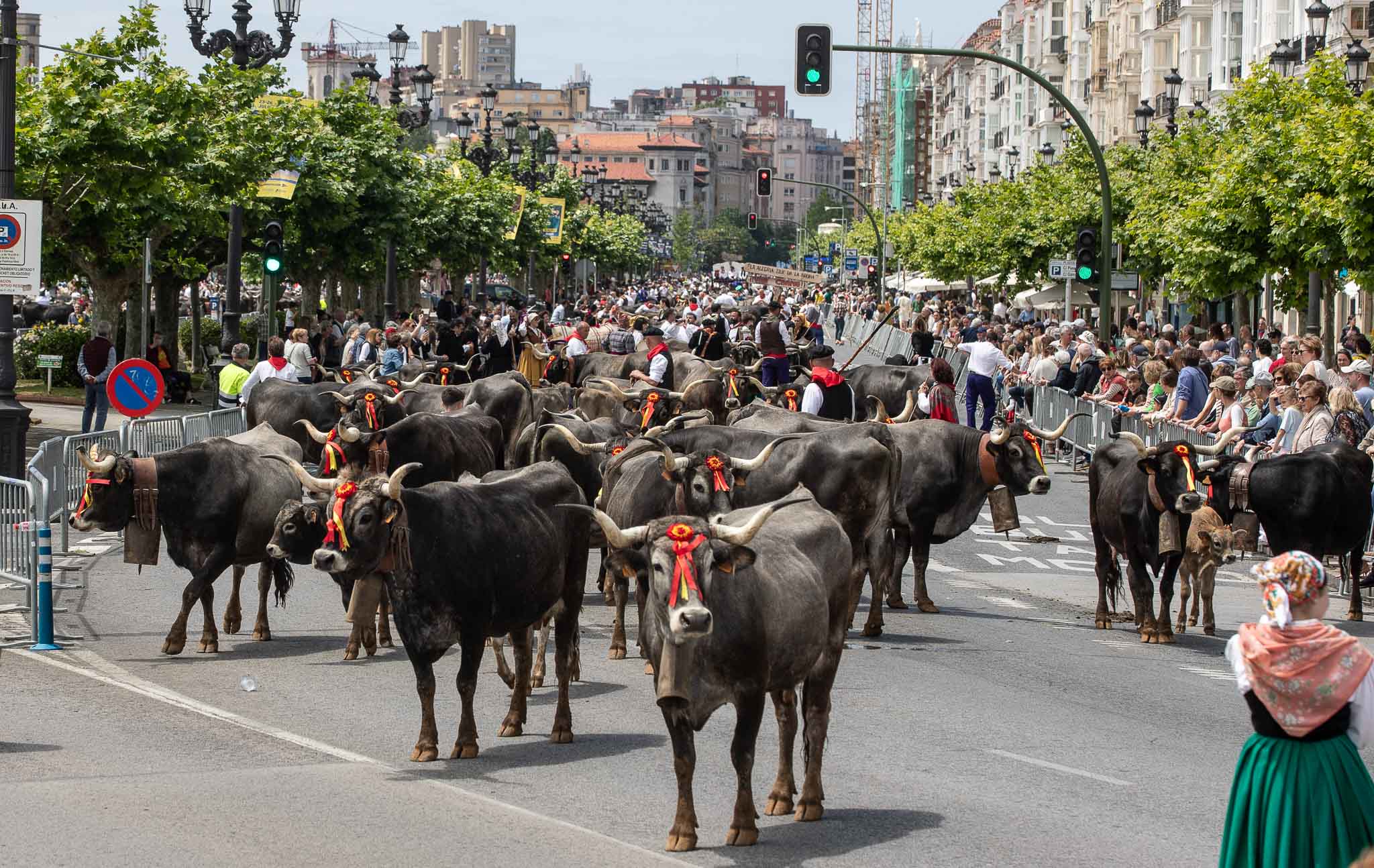 Las vacas tudancas recorrieron el centro de la ciudad hasta Puertochico, donde dieron la vuelta para dirigirse de nuevo a la Remonta. 