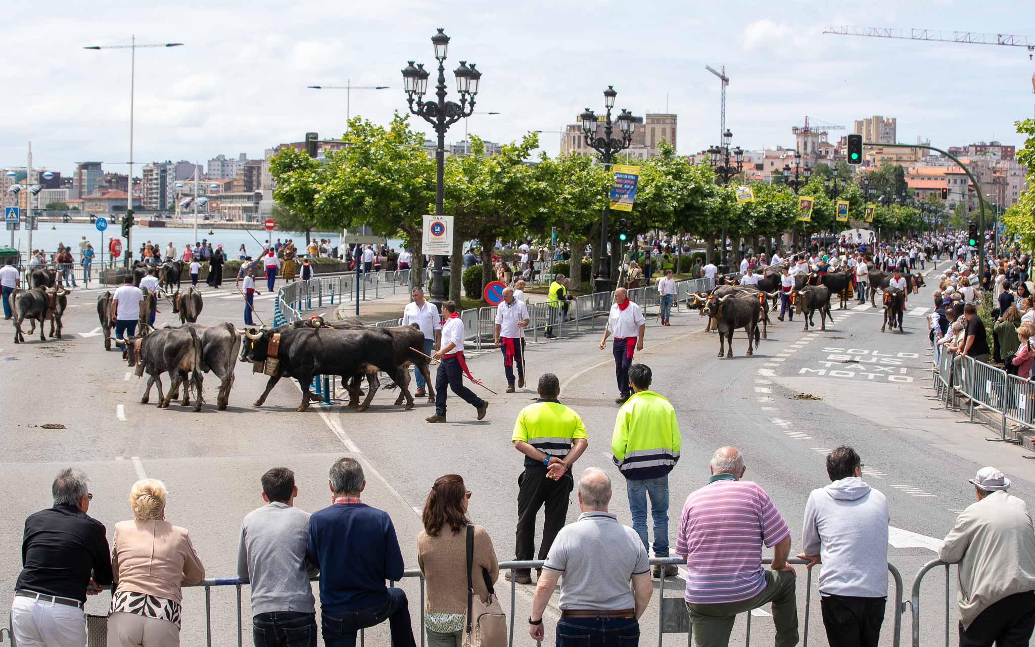 Las vacas, a su llegada a Puertochico. 