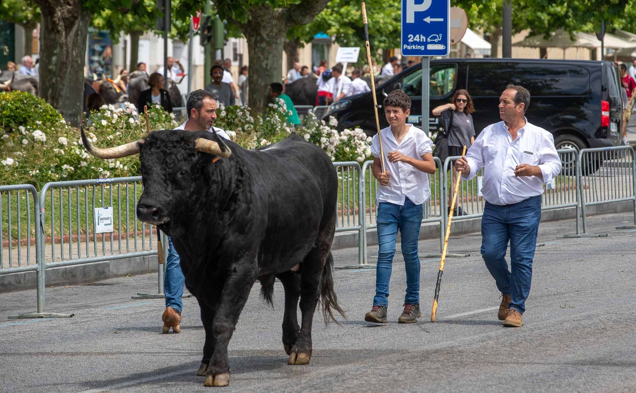 Un espectacular toro tudanco a su paso por el  paseo marítimo de la capital cántabra. 