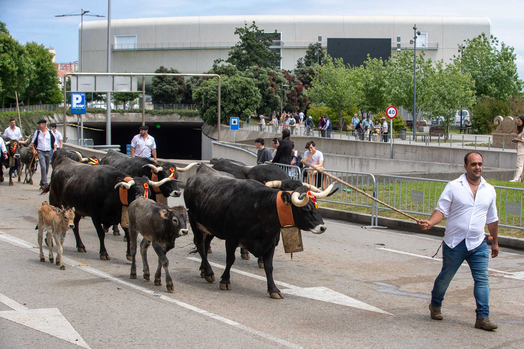 Las vacas tudancas desfilando con el Centro Botín de fondo. 