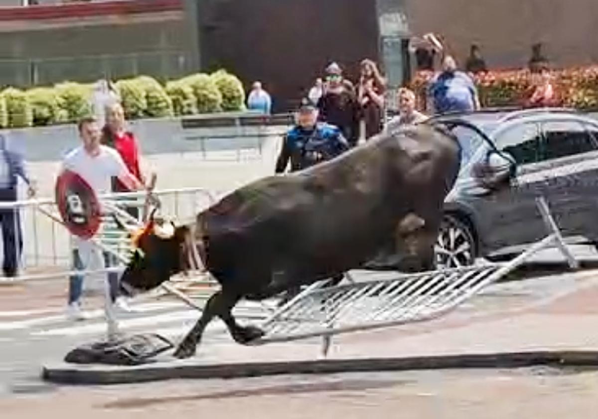 Una mujer herida por una caída y una vaca descontrolada en Valdecilla