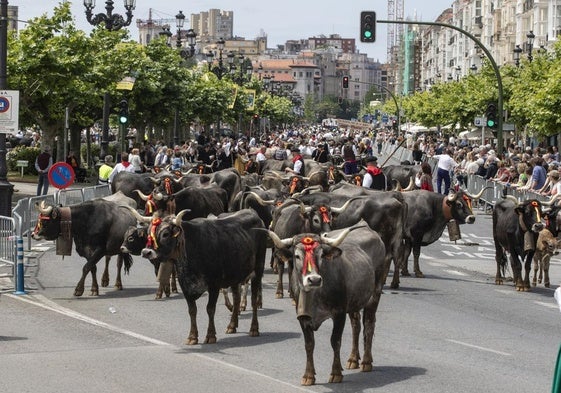 Las vacas tudancas recorrieron el centro de la ciudad hasta Puertochico, donde dieron la vuelta para dirigirse de nuevo a La Remonta.