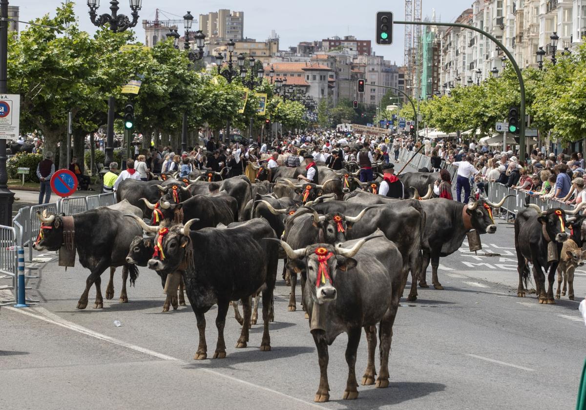 Las vacas tudancas recorrieron el centro de la ciudad hasta Puertochico, donde dieron la vuelta para dirigirse de nuevo a La Remonta.