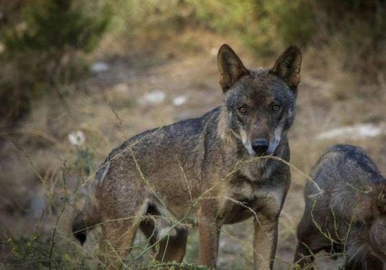 Recurren las 12 resoluciones del Gobierno que permiten abatir lobos en Cantabria