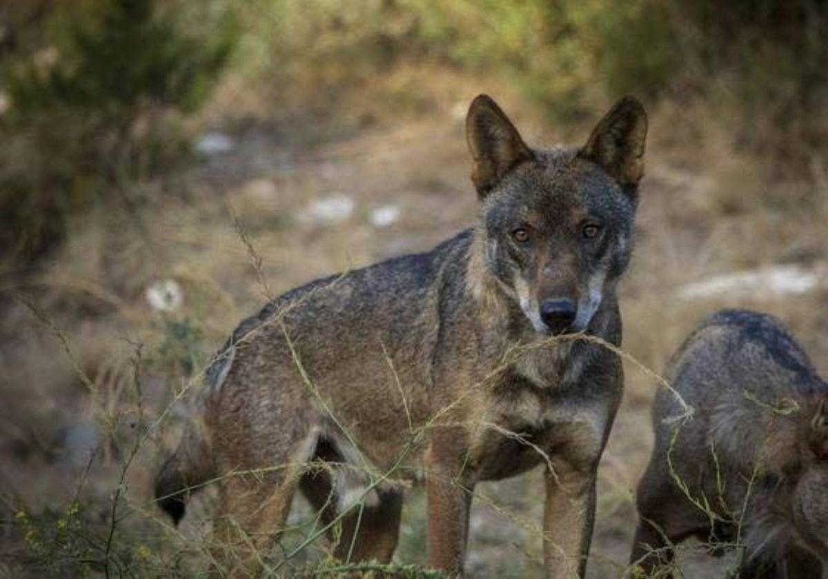 Recurren las 12 resoluciones del Gobierno que permiten abatir lobos en Cantabria