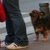 Un perro pasea por la ciudad.