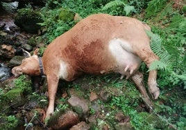 Fidel Fernández se queja de que la vaca se despeño defendiendo a su ternero recién nacido de los lobos.