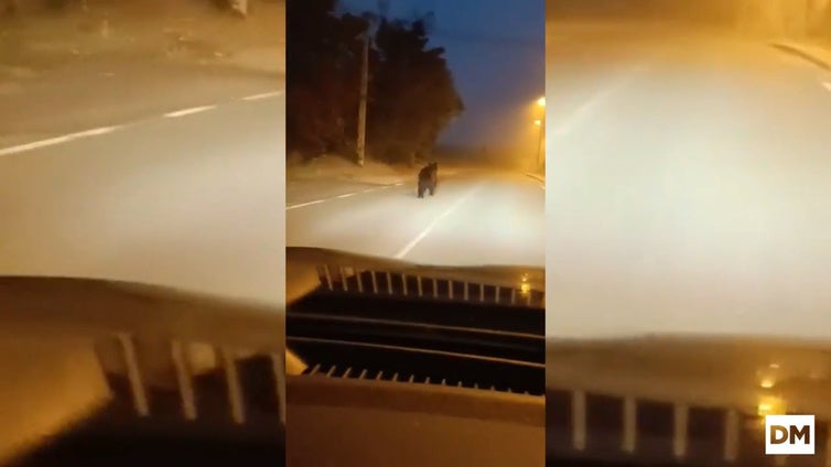 Un oso merodea por Reinosa, hoy 23 de junio
