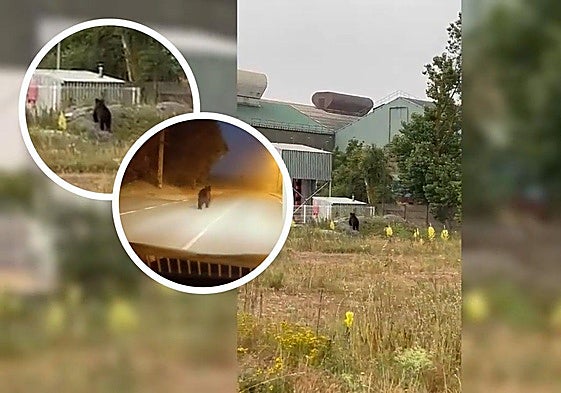 Un oso merodea en el Polígono Industrial de la Vega.
