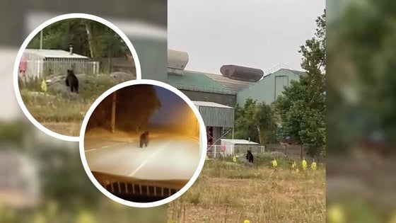 Un oso merodea en el Polígono Industrial de la Vega.