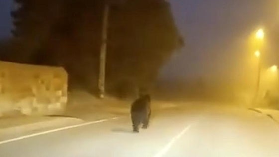 El oso que se coló en la Naval de Reinosa «llevaba varios días por la zona»