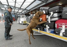 Un guardia civil y su perro rastrean el equipaje en el Seve Ballesteros.