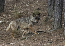 Imagen de un lobo.