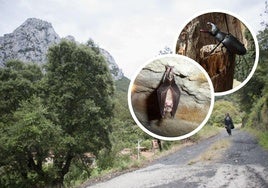 Las primeras rutas de este programa serán para conocer los escarabajos y los murciélagos que habitan en los parajes que recorre el Camino Lebaniego.