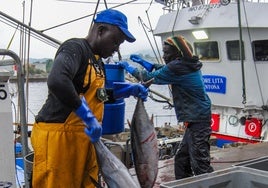 Pescadores del barco Madre Lita descargando el bonito
