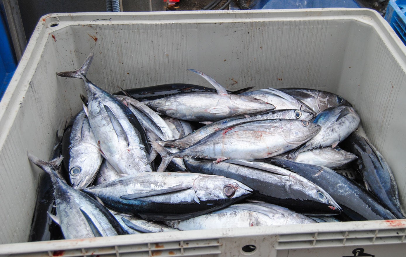 En torno al 80% de las descargas de bonito van para las fábricas y el resto para el mercado de fresco.