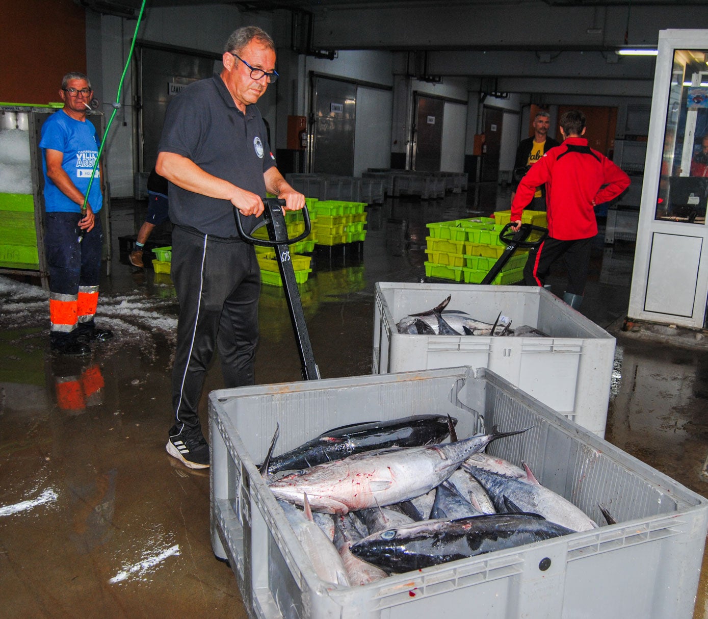 Intenso ajetreo de carretillas para pesar y transportar el pescado en la cofradía.