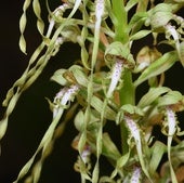 La orquídea hallada en Santander.