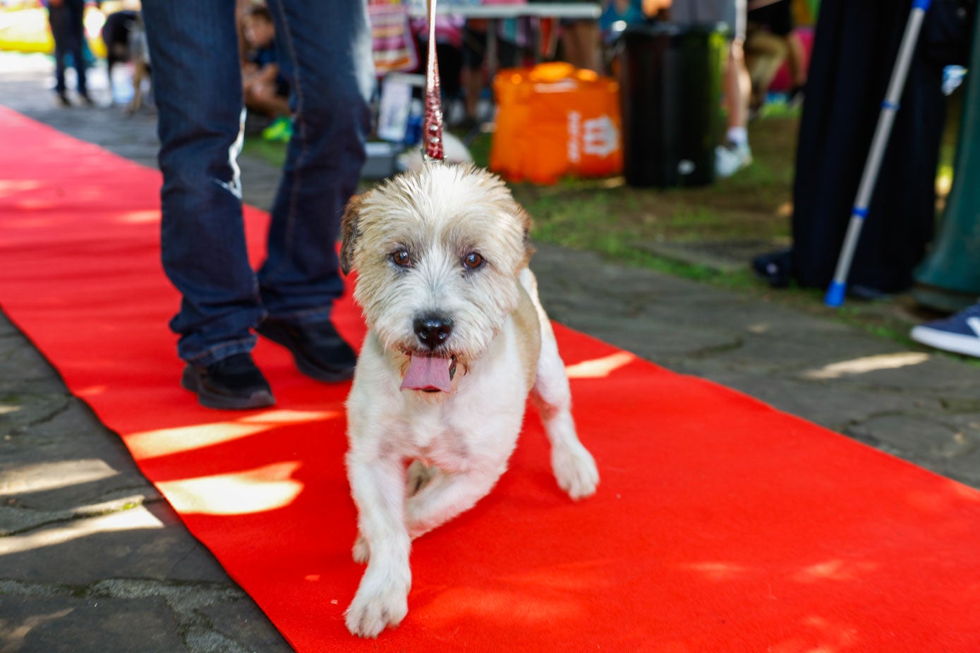 El público vio desfilar por la alfombra roja a unos cuantos perros en la jornada de este sábado.