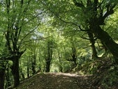Las hayas dibujan un paisaje de cuento en el Hayal de Aloños.